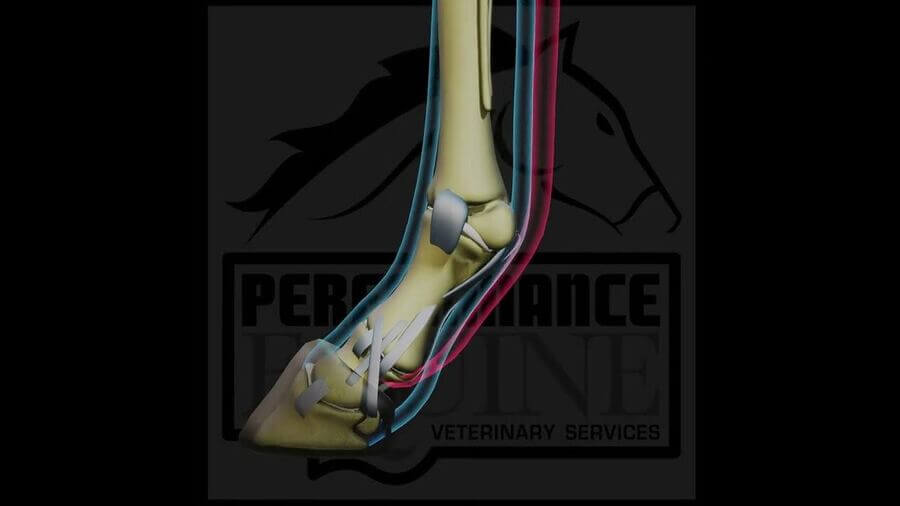 3D rendering of equine lower limb anatomy over the Performance Equine logo