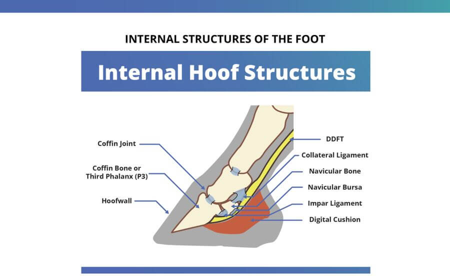 Internal hoof structures - coffin joint, coffin bone, navicular bone, DDFT, digital cushion diagram