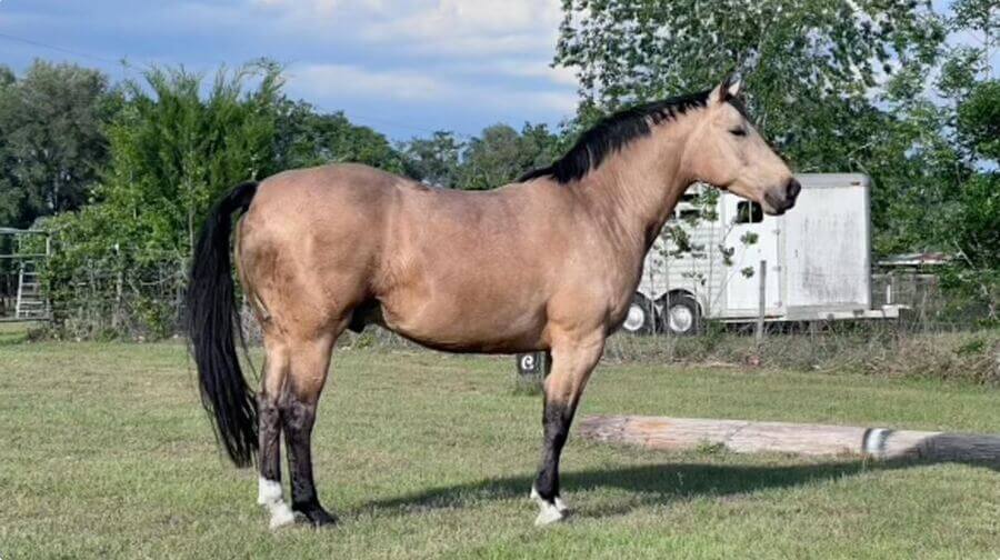 Stewart the buckskin Hanoverian gelding, back home and sound after recovery