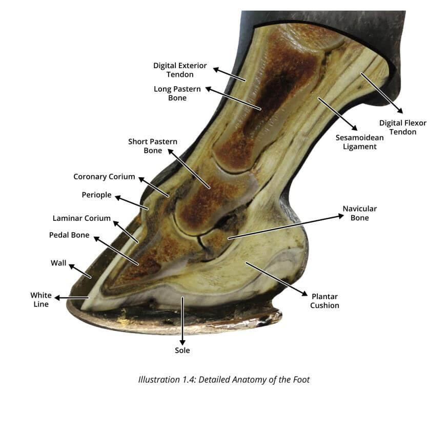 Detailed anatomy of the horse's foot - labeled cross-section diagram